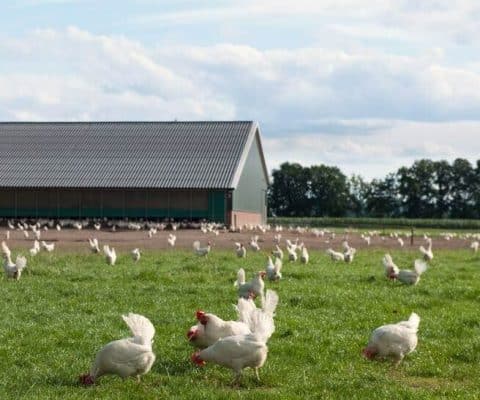 Poultry HACCP plan, Chicken HACCP plan, turkey HACCP plan